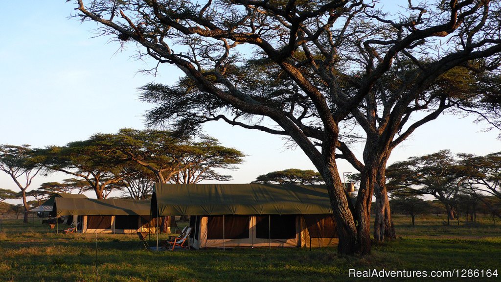 Tanzania Safari Tours | 5 Days Tanzania lodge Safari | Image #3/7 | 