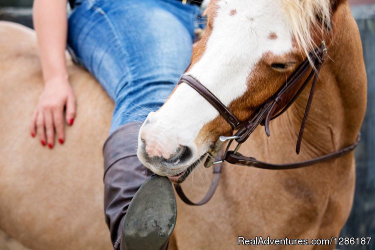 phoenix | Horseback Riding Lessons in Ocala, FL | Anthony, Florida  | Horseback Riding & Dude Ranches | Image #1/1 | 