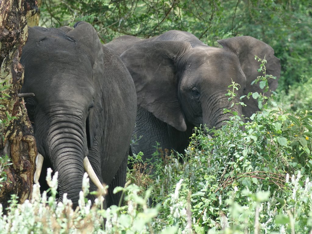 Tanzania wildlife adventure 10 Days | Image #4/8 | 