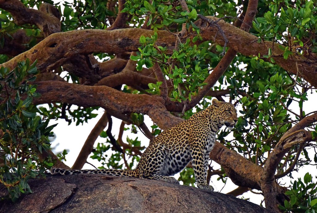 Tanzania wildlife adventure 10 Days | Image #8/8 | 