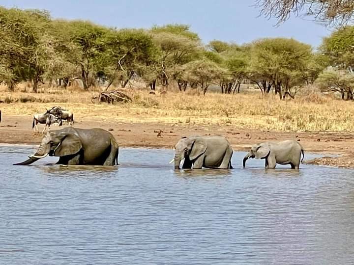 Tanzania Safari | Image #3/3 | 