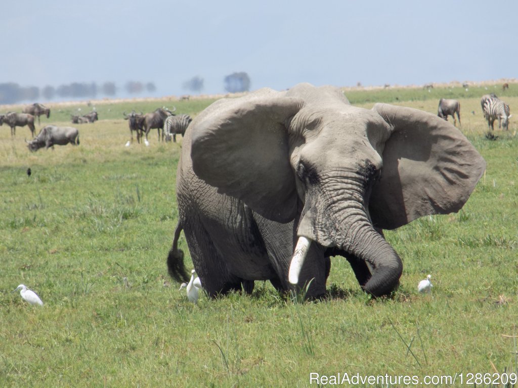 6 Days Incredible Kenya Wildlife Adventure Tour | Image #2/19 | 