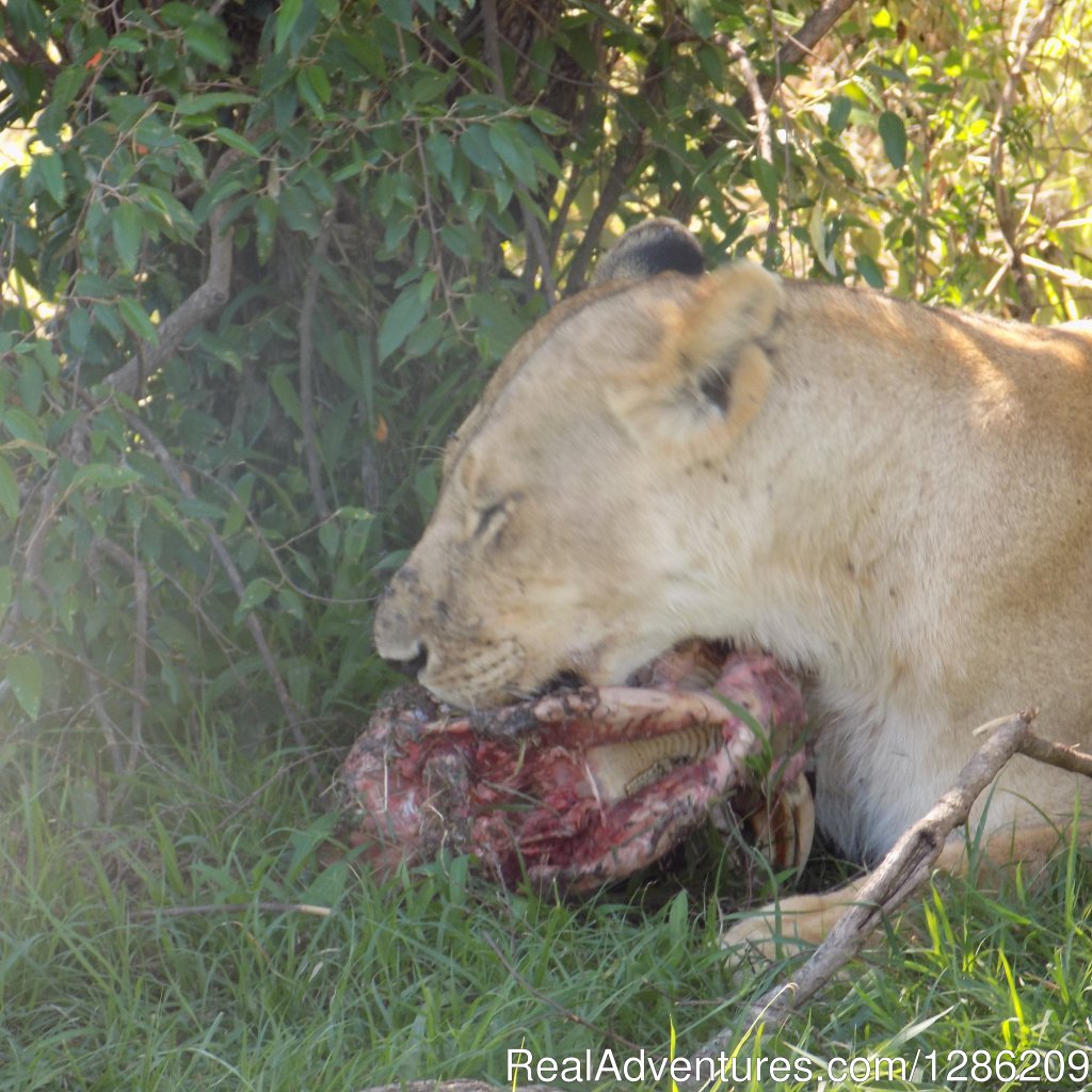 6 Days Incredible Kenya Wildlife Adventure Tour | Image #3/19 | 