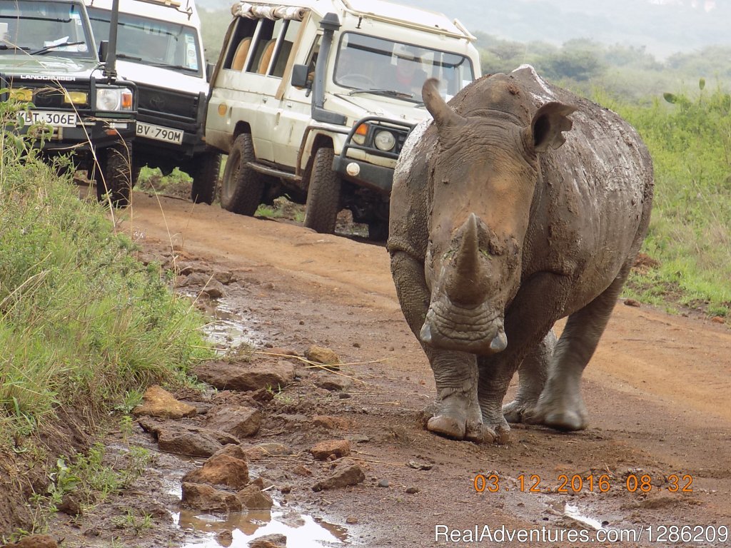 6 Days Incredible Kenya Wildlife Adventure Tour | Image #7/19 | 