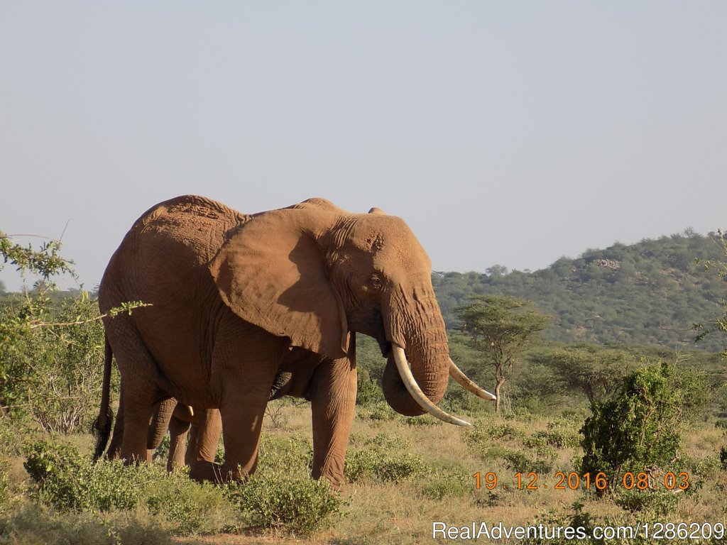 6 Days Incredible Kenya Wildlife Adventure Tour | Image #11/19 | 