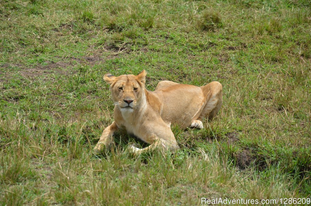6 Days Incredible Kenya Wildlife Adventure Tour | Image #18/19 | 