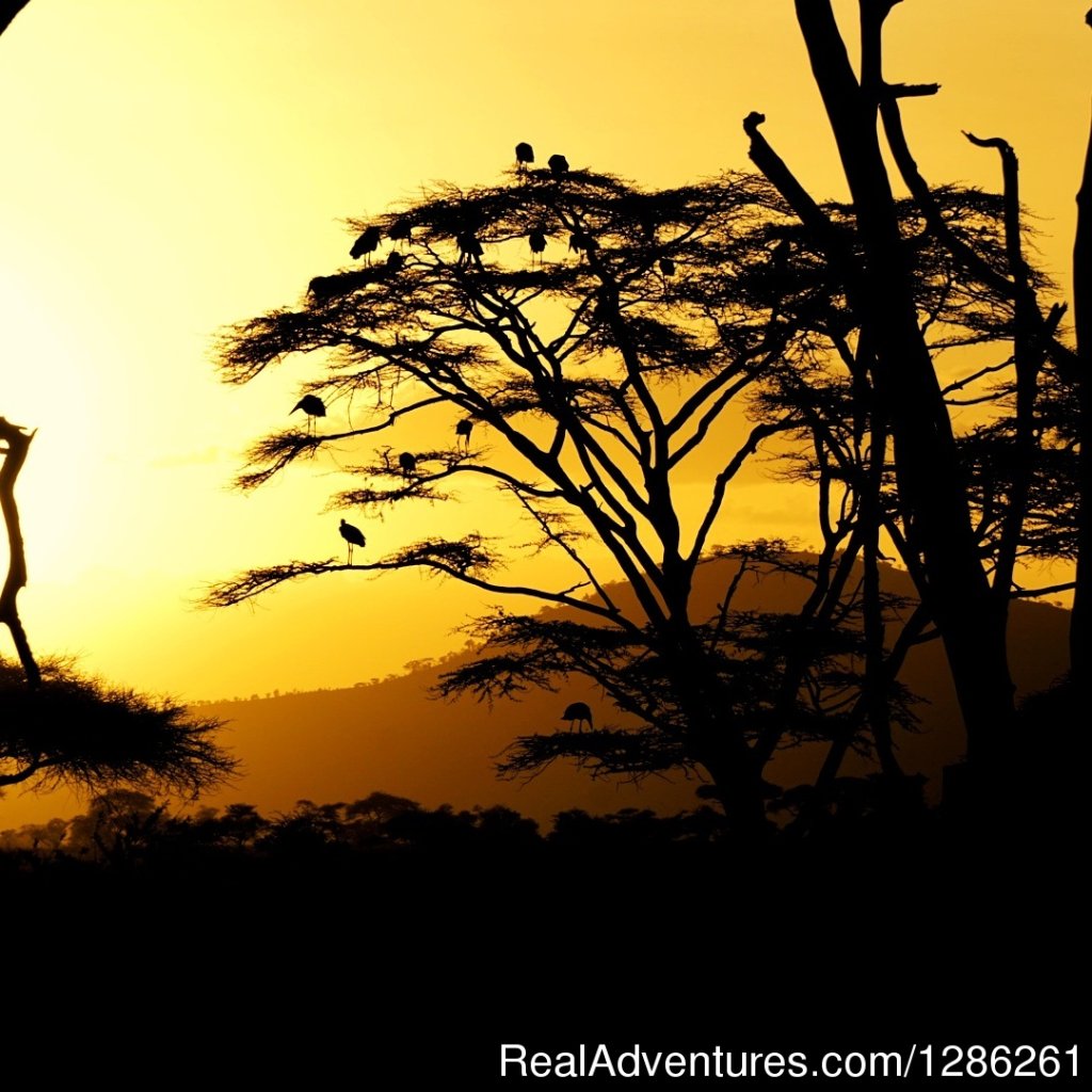 Serengeti National Park | 7 Days Safaris | Arusha, Tanzania | Wildlife & Safari Tours | Image #1/4 | 