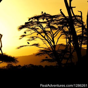 7 Days Safaris | Arusha, Tanzania | Wildlife & Safari Tours
