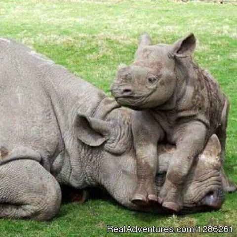 The black rhinoceros