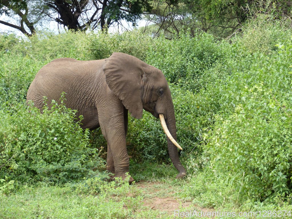 Tarangire National Park | African Jambo Safaris | Arusha, Tanzania | Sight-Seeing Tours | Image #1/1 | 