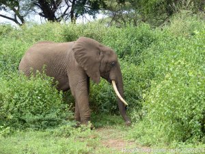 African Jambo Safaris | Arusha, Tanzania | Sight-Seeing Tours