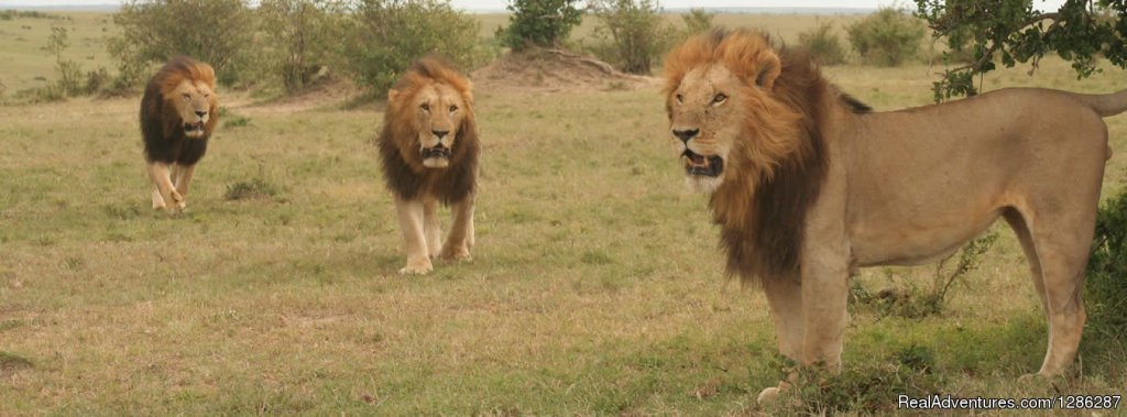 Male Lions | Classic Tanzania Safari 6 Days Lodge | Arusha, Tanzania | Wildlife & Safari Tours | Image #1/1 | 