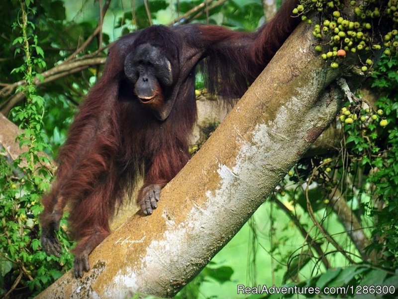 Orangutan is Looking for fruit | Borneo wild Orangutan Tour | Image #2/4 | 