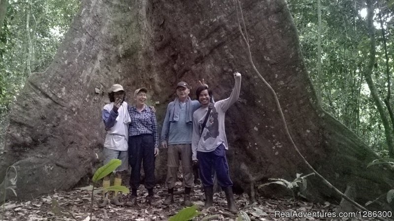 Huge tree in jungle | Borneo wild Orangutan Tour | Image #3/4 | 