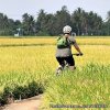 Easy cycling to rice farms Mekong Delta Vietnam | Ho Chi Minh Saigon, Viet Nam
