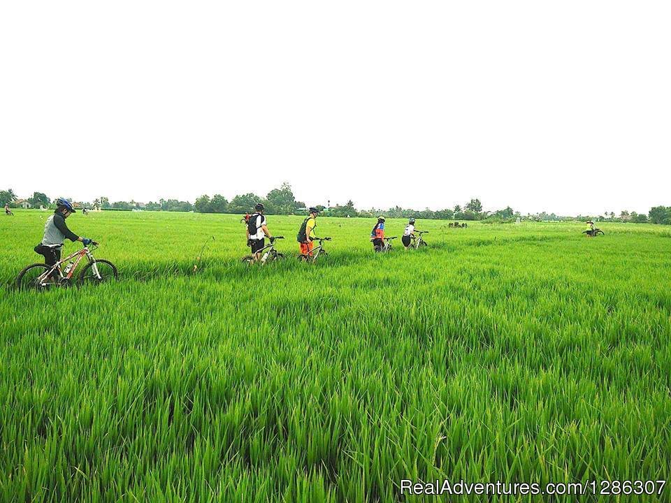 Cycling in the middle of rice farm | Easy cycling to rice farms Mekong Delta Vietnam | Image #4/4 | 
