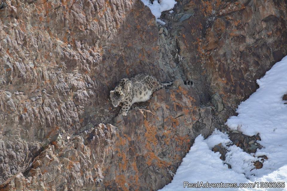 Snow Leopard | Snow Leopard Expedition | Ladakh, India | Wildlife & Safari Tours | Image #1/5 | 