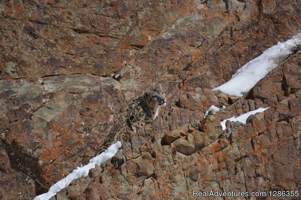 Shaan : The White Ghost | Snow Leopard Expedition | Image #3/5 | 