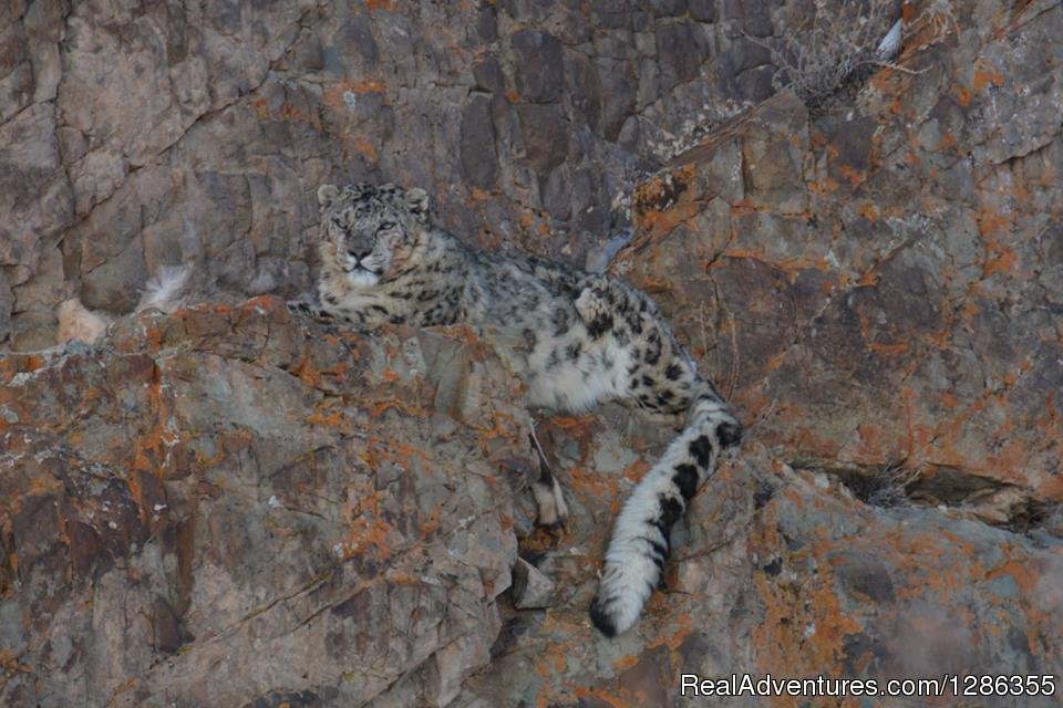 Snow Leopard Country | Snow Leopard Expedition | Image #5/5 | 