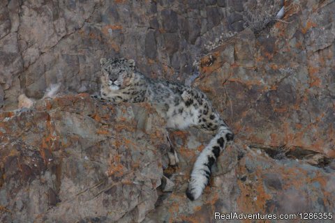 Snow Leopard Country