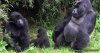 Primates and wildlife ultimate combo | Kampala, Uganda