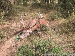 Red Deer Hunting Trips in Bulgaria