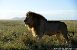 7 Days Amazing Tanzania Wilderness Safari | Arusha, Tanzania | Wildlife & Safari Tours