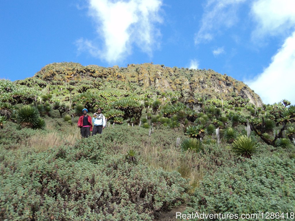 Congo Eastern Lowland-Gorilla Trekking-Mount Nyiragongo Hiki | Hiking mount Nyiragongo active volcano | Image #5/5 | 