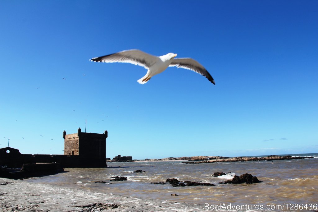 Essaouira sigths | Berberway Moroccotours : Go deep in Morocco | Image #2/10 | 
