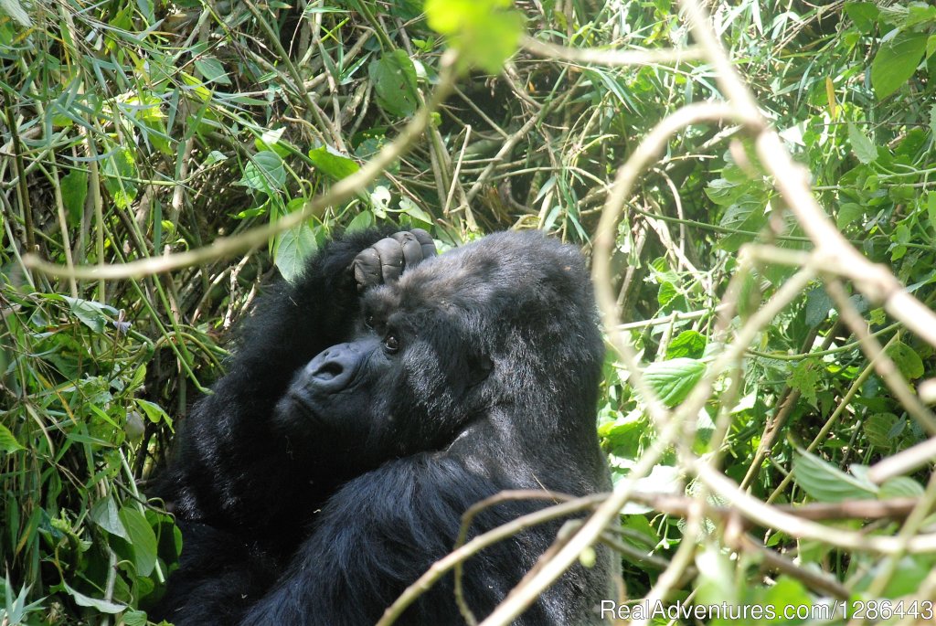 Gorilla Tracking Safari | Offroad Uganda Safaris | Kampala, Uganda | Wildlife & Safari Tours | Image #1/5 | 