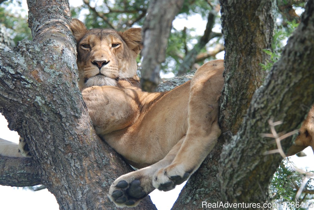 Tree Climbing Lions in Queen Elizabeth National Park | Offroad Uganda Safaris | Image #2/5 | 
