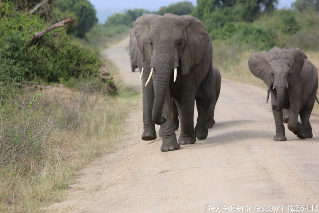 Queen Elizabeth National | Offroad Uganda Safaris | Image #4/5 | 