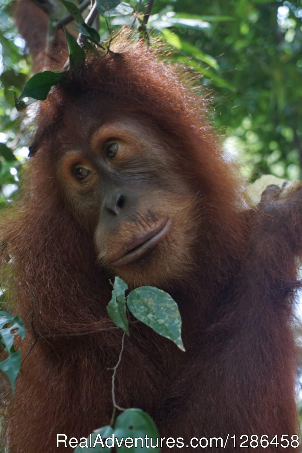 Sumatran Orangutan | 3 Days Jungle Trek | Image #12/13 | 