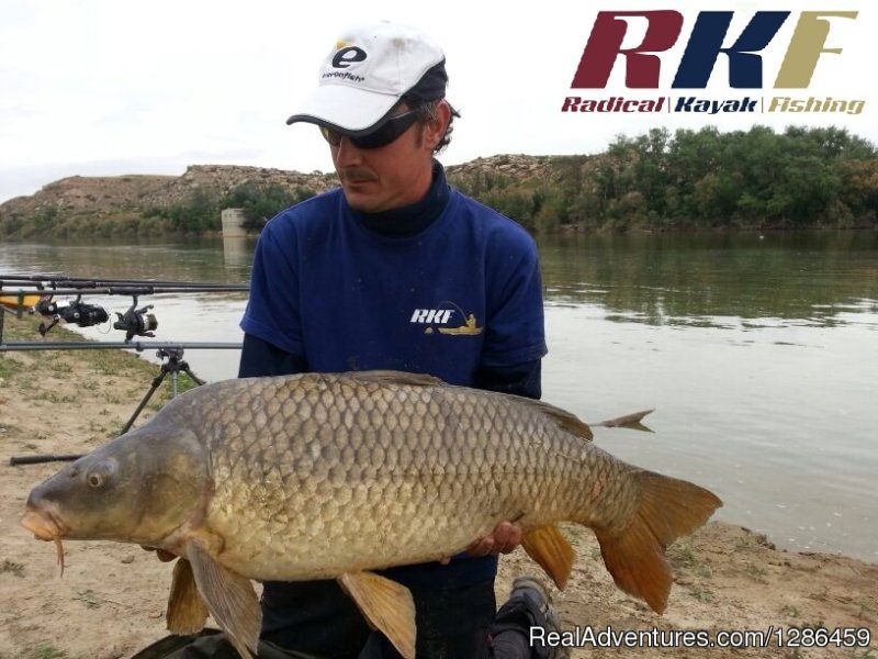 Carp | fishing guides Ebro river Spain | Image #8/9 | 