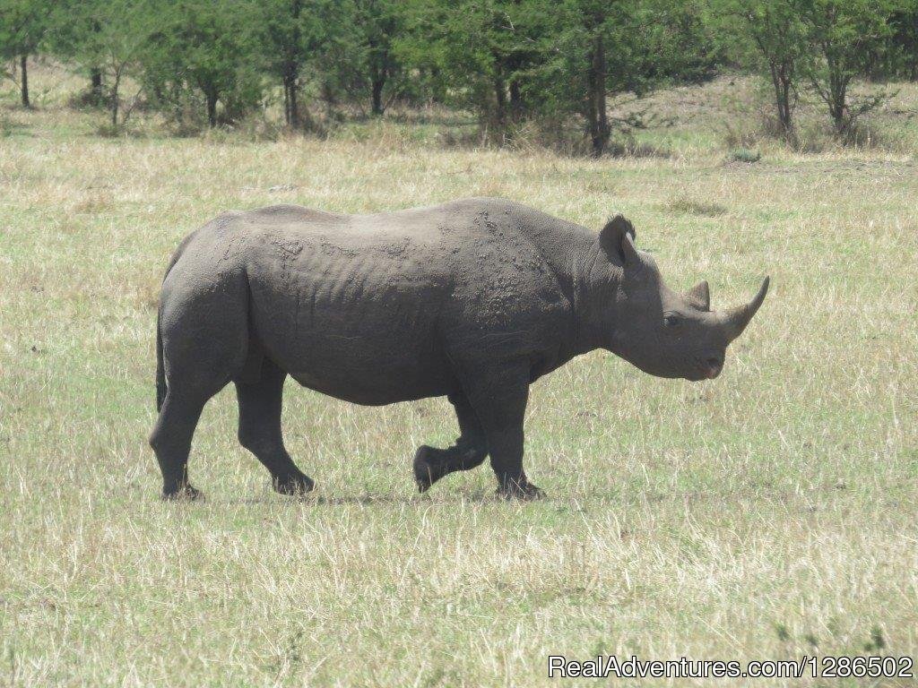 Rhino, Ngorongoro Crater | Pure Wildness Tanzania | Arusha, Tanzania | Wildlife & Safari Tours | Image #1/20 | 