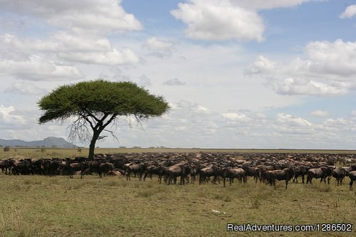 Wildebeests, Serengeti National Park | Pure Wildness Tanzania | Image #2/20 | 