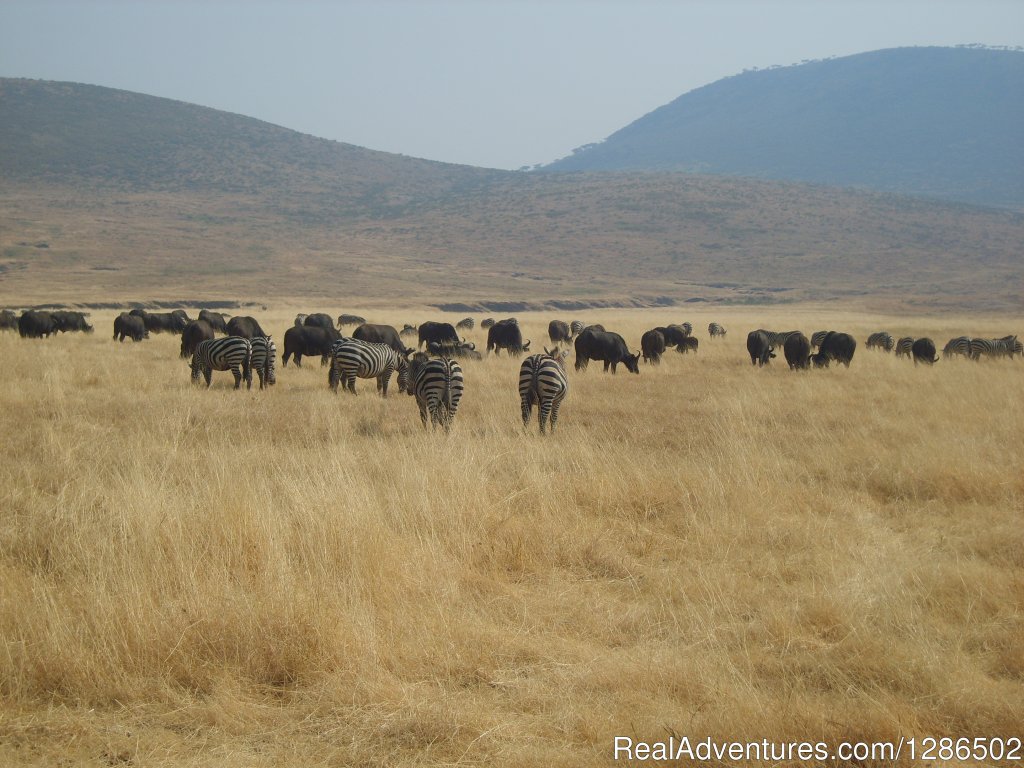Pure Wildness Tanzania | Image #4/20 | 