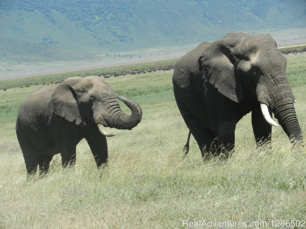Pure Wildness Tanzania | Image #5/20 | 