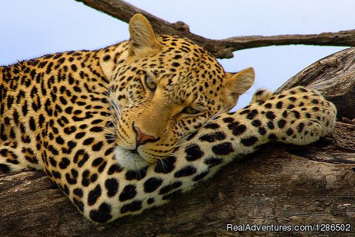 Leopard, Serengeti National Park | Pure Wildness Tanzania | Image #6/20 | 