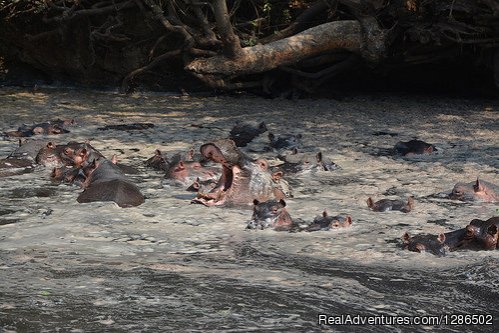 Hippos, Katavi National Park | Pure Wildness Tanzania | Image #7/20 | 