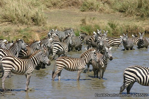 Zebras, Serengeti National Park | Pure Wildness Tanzania | Image #11/20 | 