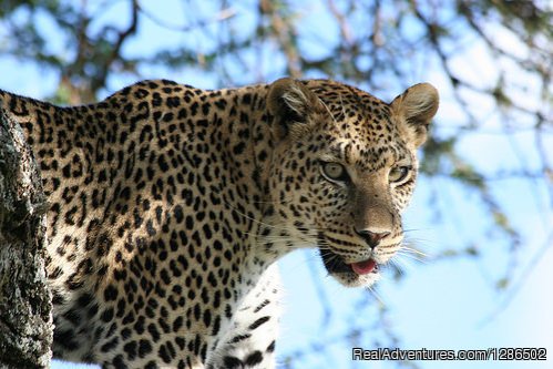 Leopard | Pure Wildness Tanzania | Image #14/20 | 