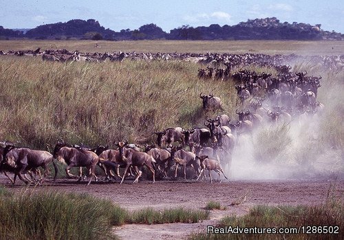Wildebeest Migration | Pure Wildness Tanzania | Image #15/20 | 