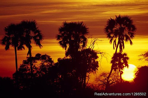 Sunrise, Ruaha National Park | Pure Wildness Tanzania | Image #17/20 | 