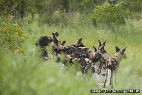 Wild Dogs, Ruaha national Park | Pure Wildness Tanzania | Image #18/20 | 