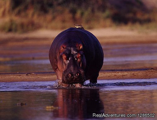Hippo, Ruaha National Park | Pure Wildness Tanzania | Image #20/20 | 