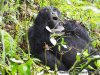 Budget Gorilla trekking safaris in Uganda & Rwanda | Kabale, Uganda