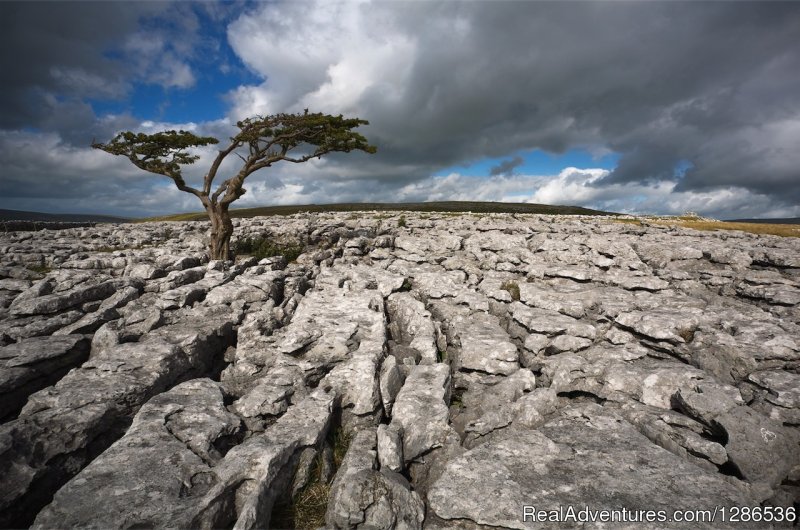 Limestone Pavement in the Yorkshire Dales | Driver Guided Tours of Yorkshire | Image #19/24 | 