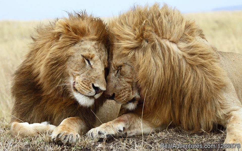 Lion King brothers cudling | Adventure Safari Bookers | Image #2/2 | 