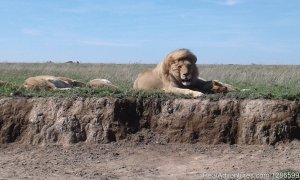 5 days Budget Safari, Northern Tanzania | Arusha, Tanzania | Wildlife & Safari Tours